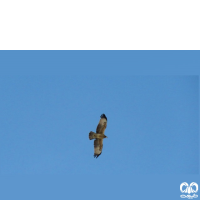 گونه سارگپه تاجدار Crested Honey Buzzard